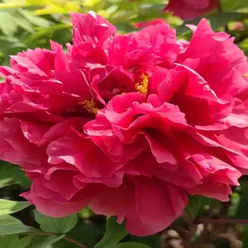 Kembang Minyak Peony
