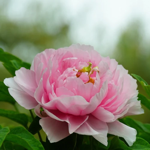 Selir Kaisar Inserts Héjo Peony