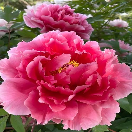 Peony Sundae
