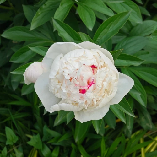 Shirley Temple Peony best