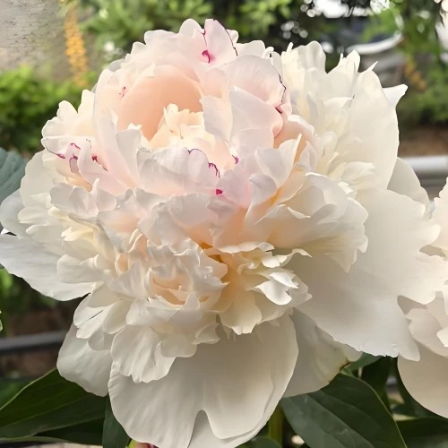 Shirley Temple Peony