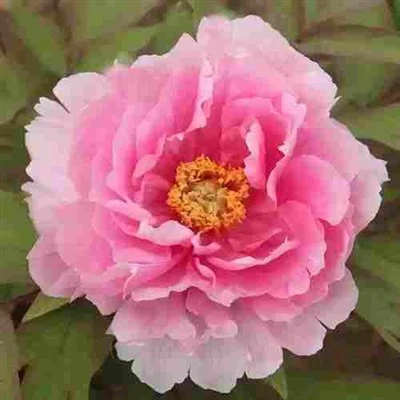Pink Tangkal Peony